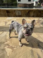 Beaux, a male French Bulldog for sale in San Antonio, TX – Photo 1 of 5