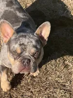 Beaux, a male French Bulldog for sale in San Antonio, TX – Photo 2 of 5