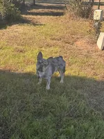 Beaux, a male French Bulldog for sale in San Antonio, TX – Photo 4 of 5