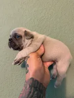 No name , a male French Bulldog for sale in San Antonio, TX – 1 of 3