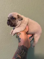 No name , a male French Bulldog for sale in San Antonio, TX – 2 of 3