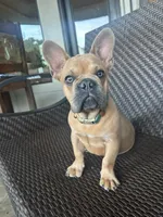 Chunky , a male French Bulldog for sale in San Antonio, TX – 6 of 6