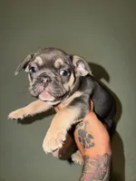 No name, a male French Bulldog for sale in San Antonio, TX – 3 of 4