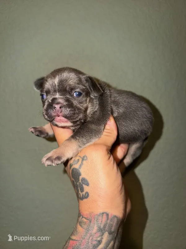 No name – French Bulldog puppy for sale in San Antonio, TX