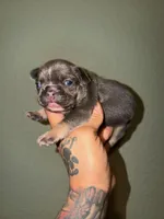 No name, a male French Bulldog for sale in San Antonio, TX – 1 of 2
