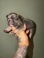 No name, a male French Bulldog for sale in San Antonio, TX – 2 of 2