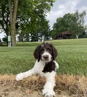 F1bb Leo, a male Labradoodle and Poodle - Standard  for sale in Minerva, OH – 3 of 3