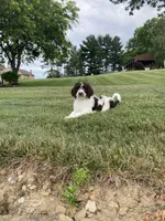 F1bb Baxter , a male Labradoodle and Poodle - Standard  for sale in Minerva, OH – 4 of 4