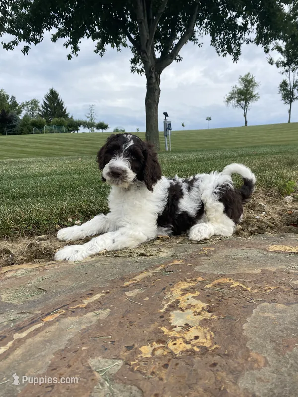F1bb Baxter  – Labradoodle, Poodle - Standard  puppy for sale in Minerva, OH