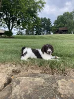 F1bb Leo, a male Labradoodle and Poodle - Standard  for sale in Minerva, OH – 2 of 3