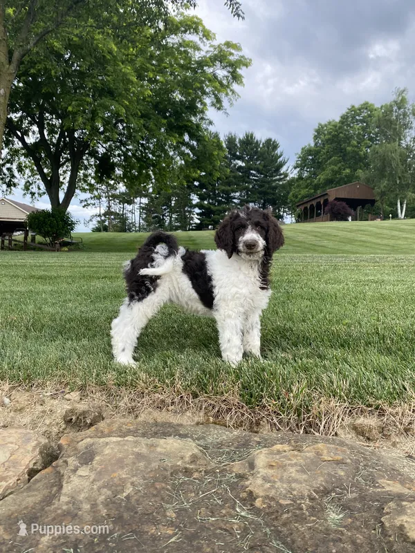 F1bb Leo – Labradoodle, Poodle - Standard  puppy for sale in Minerva, OH