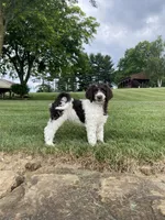 F1bb Leo, a male Labradoodle and Poodle - Standard  for sale in Minerva, OH – 1 of 3