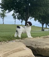 F1bb Baxter , a male Labradoodle and Poodle - Standard  for sale in Minerva, OH – 2 of 4