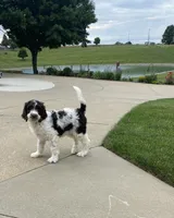 F1bb Baxter , a male Labradoodle and Poodle - Standard  for sale in Minerva, OH – 3 of 4