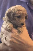 Boy GD, a male Goldendoodle for sale in Satellite Beach, FL – 3 of 3