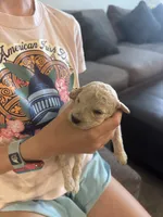 Golden doodle girl, a female Goldendoodle for sale in Satellite Beach, FL – 4 of 8