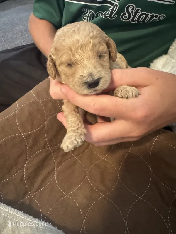 Golden doodle girl – Goldendoodle puppy for sale in Satellite Beach, FL