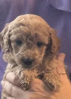 Boy GD, a male Goldendoodle for sale in Satellite Beach, FL – 2 of 3