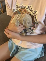Golden doodle girl, a female Goldendoodle for sale in Satellite Beach, FL – 2 of 8
