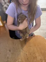 Golden doodle girl, a female Goldendoodle for sale in Satellite Beach, FL – 5 of 8