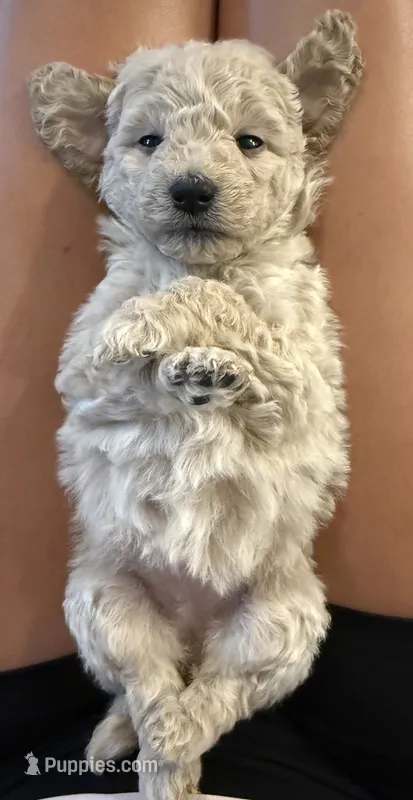 Golden doodle girl – Goldendoodle puppy for sale in Satellite Beach, FL