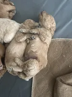 Golden doodle girl, a female Goldendoodle for sale in Satellite Beach, FL – 6 of 8