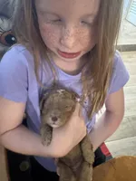 Golden doodle girl, a female Goldendoodle for sale in Satellite Beach, FL – 7 of 8