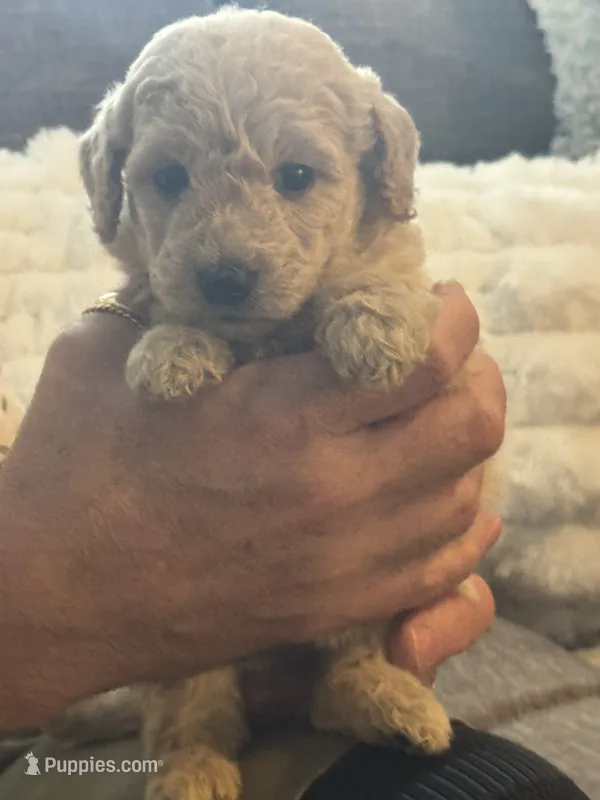 Boy GD – Goldendoodle puppy for sale in Satellite Beach, FL