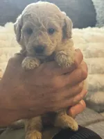 Boy GD, a male Goldendoodle for sale in Satellite Beach, FL – 1 of 3