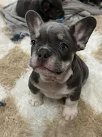 Taz- Red Collar boy, a female French Bulldog for sale in Merced, CA – Photo 2 of 4