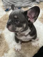 Taz- Red Collar boy, a female French Bulldog for sale in Merced, CA – Photo 4 of 4