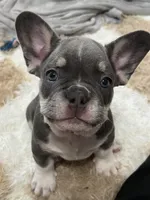 Taz- Red Collar boy, a female French Bulldog for sale in Merced, CA – Photo 3 of 4