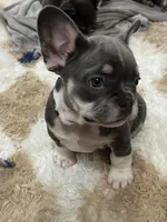 Taz- Red Collar boy, a female French Bulldog for sale in Merced, CA – Photo 1 of 4