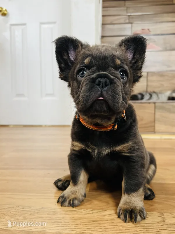 Nala- Orange collar (Fluffy) girl