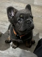 Nala- Orange collar (Fluffy), a female French Bulldog for sale in Merced, CA – Photo 2 of 3