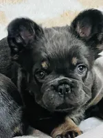 Nala- Orange collar (Fluffy) girl, a female French Bulldog for sale in Merced, CA – Photo 5 of 6