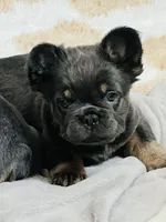 Nala- Orange collar (Fluffy) girl, a female French Bulldog for sale in Merced, CA – Photo 3 of 6