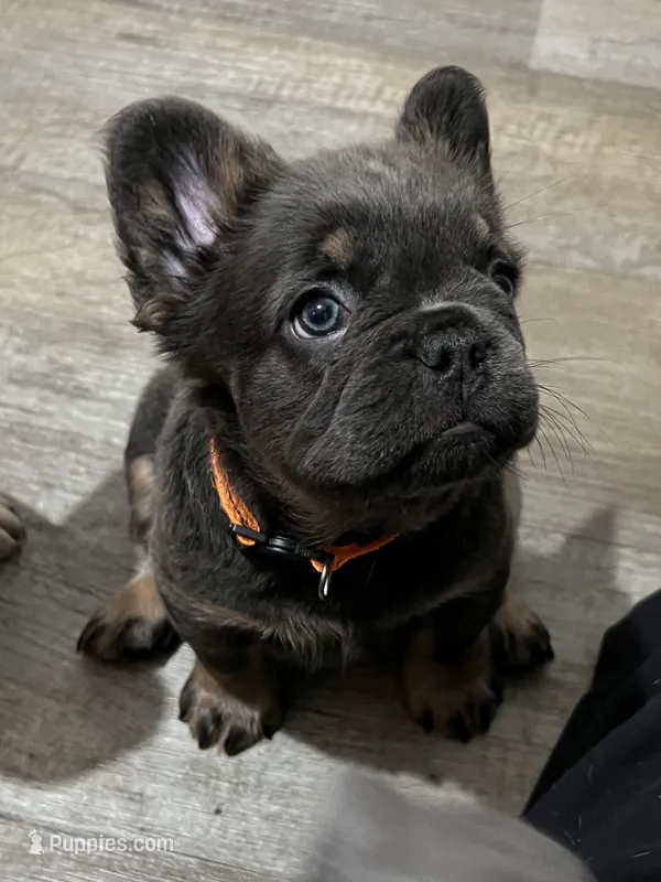 Nala- Orange collar (Fluffy)