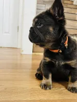 Nala- Orange collar (Fluffy) girl, a female French Bulldog for sale in Merced, CA – Photo 6 of 6
