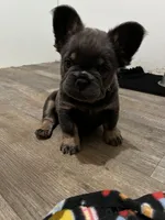 Nala- Orange collar (Fluffy), a female French Bulldog for sale in Merced, CA – Photo 3 of 3