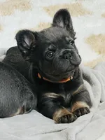 Nala- Orange collar (Fluffy) girl, a female French Bulldog for sale in Merced, CA – Photo 4 of 6