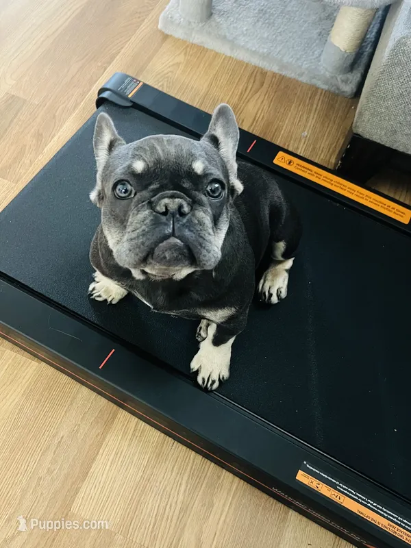 Sugarplum- Green Collar  – French Bulldog puppy for sale in Merced, CA