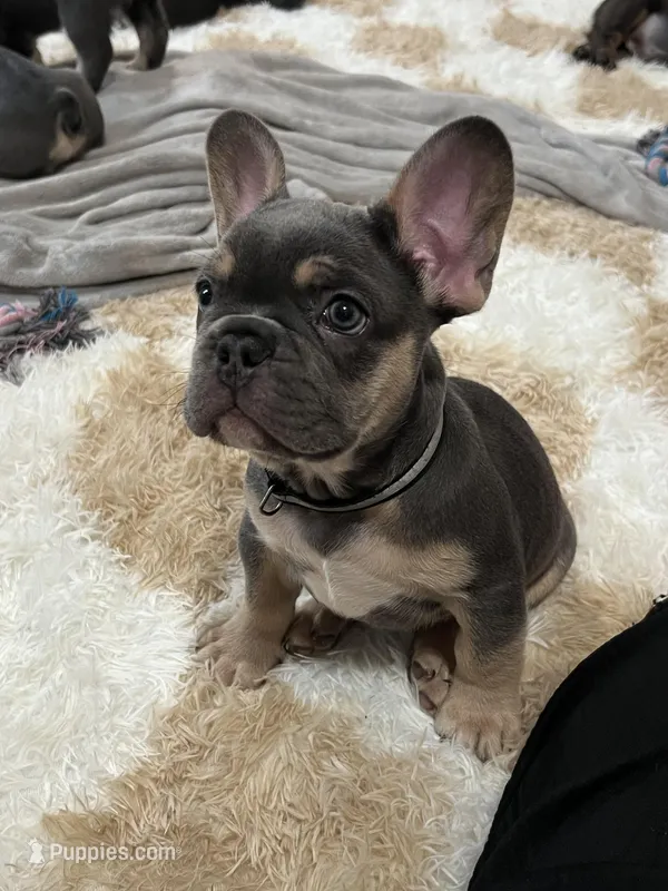 Cooper- black collar boy