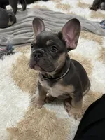 Cooper- black collar boy, a male French Bulldog for sale in Merced, CA – Photo 1 of 6