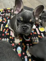 Cooper- black collar , a male French Bulldog for sale in Merced, CA – Photo 4 of 5