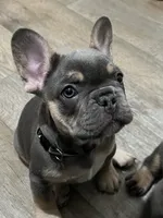 Cooper- black collar , a male French Bulldog for sale in Merced, CA – Photo 5 of 5