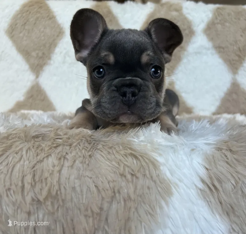 Cooper- black collar 