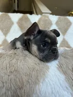 Cooper- black collar , a male French Bulldog for sale in Merced, CA – Photo 3 of 5