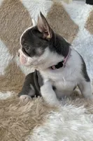 Princess- Pink Collar , a female French Bulldog for sale in Merced, CA – Photo 1 of 2