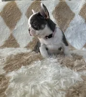 Princess- Pink Collar , a female French Bulldog for sale in Merced, CA – Photo 2 of 2